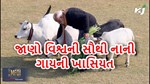 પીએમ મોદી જે ગાય સાથે રમતા હતા જાણો તેની ખાસિયત