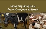 KJ KNOWLEDGE : આ સરળ પદ્ધતિથી જાણો કે ક્યાંક તમારું પશુ બીમાર તો નથી ?