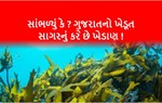 ગુજરાત : દેશનું એકમાત્ર રાજ્ય કે દરિયામાં ખેતી કરે છે !