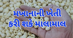 મખાનાની ખેતીથી લાખો કમાવાની તક… જાણો આને લગતી બધી વાતો