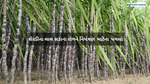 Sugarcane Red Rot : શેરડીના પાકમાં રેડ રૉટ રોગ ફાટી નીકળ્યો 