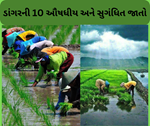 જોઈએ છે ડાંગરનું અઢળક ઉત્પાદન તો ખરીફ સિઝનમાં કરો આ 10 સુંગધિત જાતોનું વાવેતર