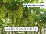 દ્રાક્ષની ખેતીથી થશે બમ્પર કમાણી, ખેતી માટે આ પદ્ધતિ અજમાવો, થશે ફાયદો!