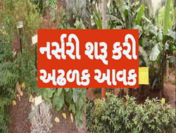 ખેતીમાં કમાણી ન થઈ તો નર્સરી શરૂ કરી, હવે દર વર્ષે કરે છે 8 કરોડ બીજનું ઉત્પાદન, વિદેશમાં થાય છે સપ્લાય