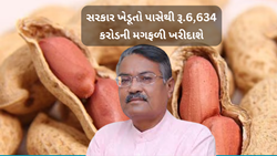 Groundnuts : 9.98 લાખ મેટ્રિકટન મગફળીની સરકાર કરશે ખરીદી