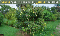 આંબાનો મધિયો અને તેનું સંકલિત નિયંત્રણ