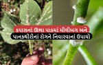 શુ તમારા કપાસના પાકમાં મીલીબગ અને પાનકથીરીનો રોગ આવ્યો છે ? તો હવે ચિંતા ન કરો આ રહ્યા તે રોગને નિવારવાના ઉપાયો