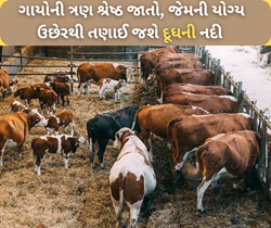 Cows Breed: આ છે ગાયોની ત્રણ સર્વશ્રેષ્ઠ જાત, જેમનું યોગ્ય રીતે ઉછેર તણાઈ નાખશે દૂધની નદી 