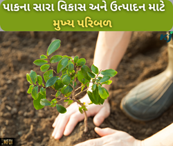 પાકના સારા વિકાસ અને ઉત્પાદમાં મહત્વનો ભાગ ભજવનાર પ્લાન્ટ ગ્રોથ રેગુલેટરની ઉપયોગિતા 