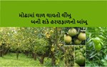 વિટામિન C થી ભરપૂર લીંબુની ખેતી કમાણી પણ ભરપૂર કરાવી આપે છે Cultivation of lemons  