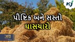 પૌષ્ટિક અને સસ્તો ચારો મેળવવા માટે ઉગાડો પાતળી દાંડીનો પાક