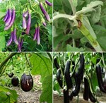 રીંગણના પાકના મુખ્ય રોગોની ઓળખ અને નિવારણ માટેના યોગ્ય પગલાં