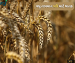 ગુજરાત માટે માઠા સમાચાર, નવેમ્બરમાં ઠંડી નહીં હોવાને કારણે થઈ શકે છે પાકને અસર