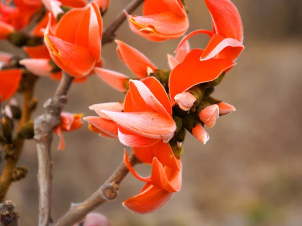 દોઢ મહિનો વહેલા કેસુડાએ જંગલોની શોભા વધારી, ઠેર ઠેર ખીલી ઉઠ્યા કેસુડાના ફૂલ