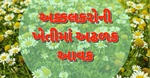 અક્કલકરોની ખેતી ખેડૂતોને કરે છે માલામાલ: રોકાણ ઓછું અને નફો અનેકગણો, જાણી લો આખી ડિટેઇલ