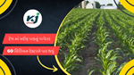 Kharif crop cultivation : ખરીફ પાકોની વાવણી ધારણા પ્રમાણે ચાલી 
