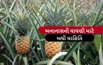 એવી રીતે કરો અનનાસની વાવણી, થશે બમણી કમાણી