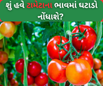 નથી જોઈ શક્યો જગતના તાતે લોકોનો બજેટ ખોરવાતુ, કરી દીધું ટામેટાનો બમણો ઉત્પાદન