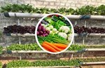 Vertical Gardening:  આ ટેકનિકથી માટી વગર ઘરની દિવાલો પર ઉગાડી શકાય છે શાકભાજી, જાણો આ માટેની પદ્ધતિ