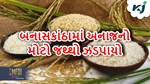 બનાસકાંઠા: એક બાજુ બટાકામાં સુકારો રોગ તો બીજી બાજુ સરકારી અનાજનું જથ્થા ઝડપાયો