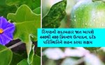રિંગણની સદાબહાર જાત આપશે 440થી 480 ક્વિન્ટલ ઉત્પાદન, દરેક પરિસ્થિતિને સહન કરવા સક્ષમ